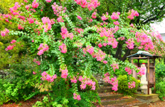 お地蔵様の百日紅