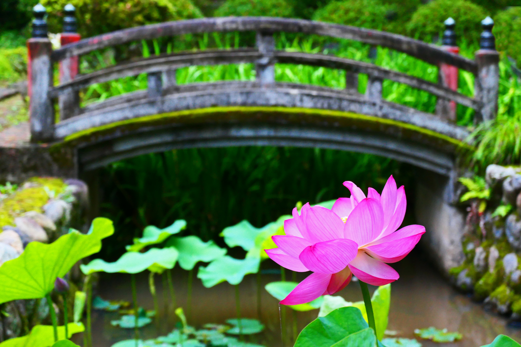 蓮の花咲く