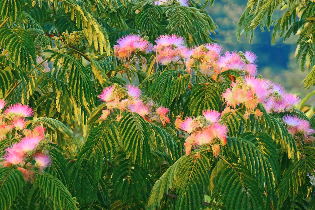 合歓の花咲く
