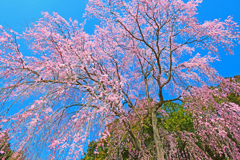 枝垂れ桜