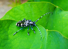 ゴマダラカミキリ