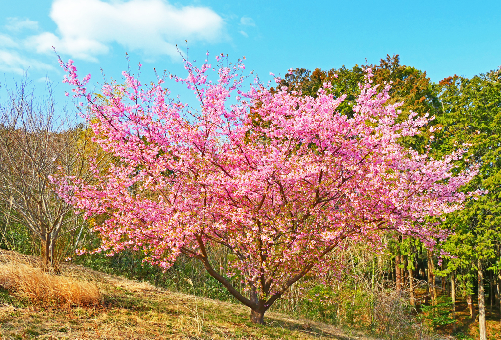 一本桜