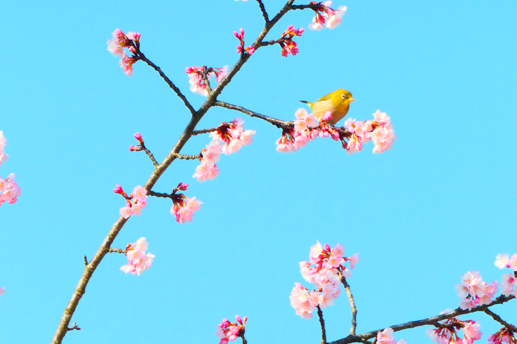 春の空