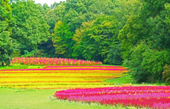 森の中の花畑