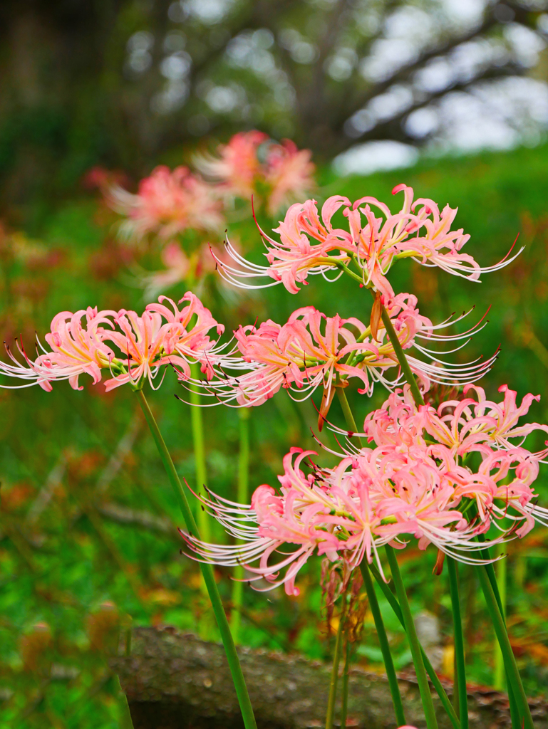 ピンクの彼岸花