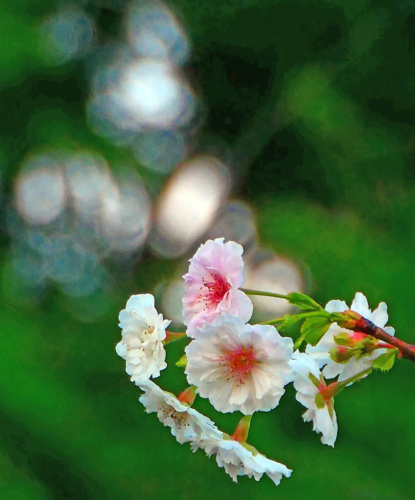十月桜