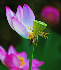 花托へ