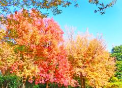 紅葉