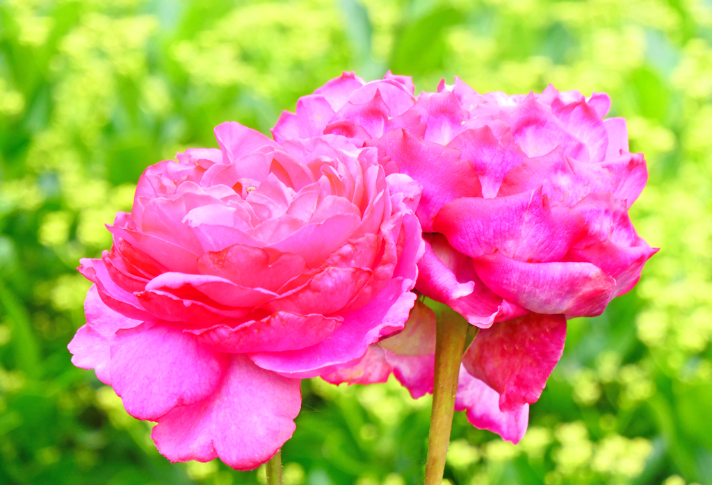 花言葉は愛