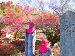 お地蔵様の紅梅