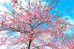 青空に咲く・薄紅