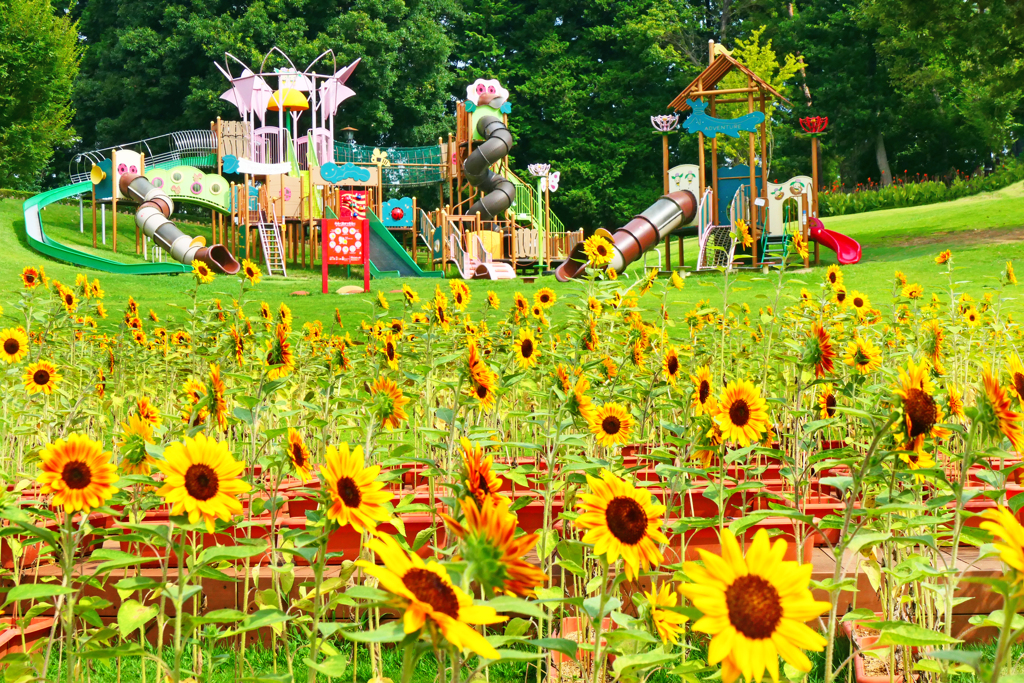 夏の思い出