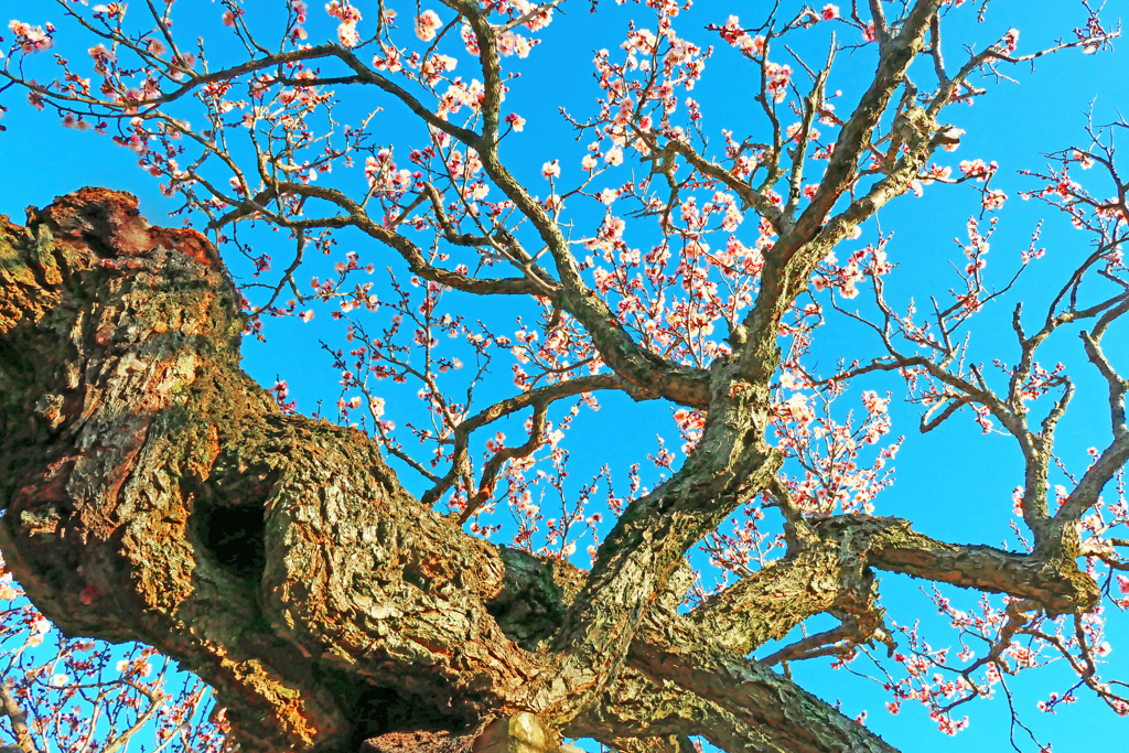 老梅咲く