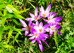 草むらに咲く 草むらに咲く