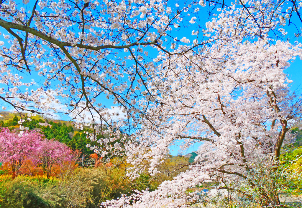 春の色彩