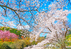春の色彩