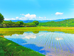 早苗田