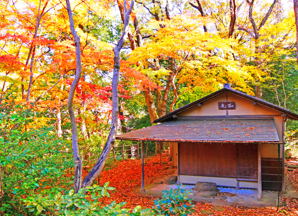 数寄屋紅葉