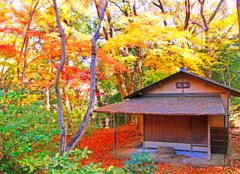 数寄屋紅葉