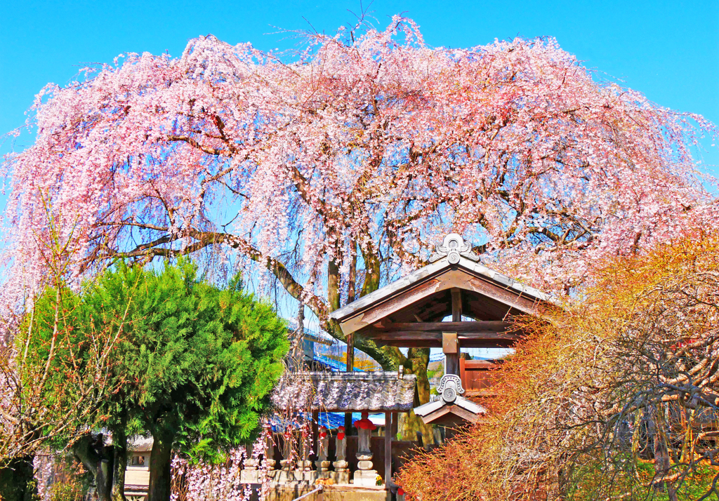 しだれ桜