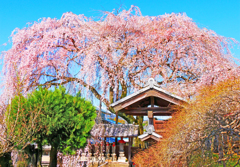 しだれ桜
