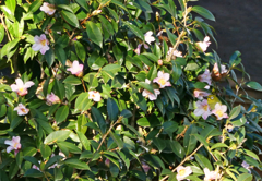 メジロがいた！