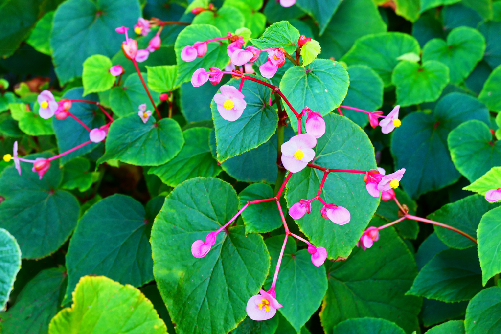 秋海棠が開花