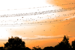 夕空の賑わい