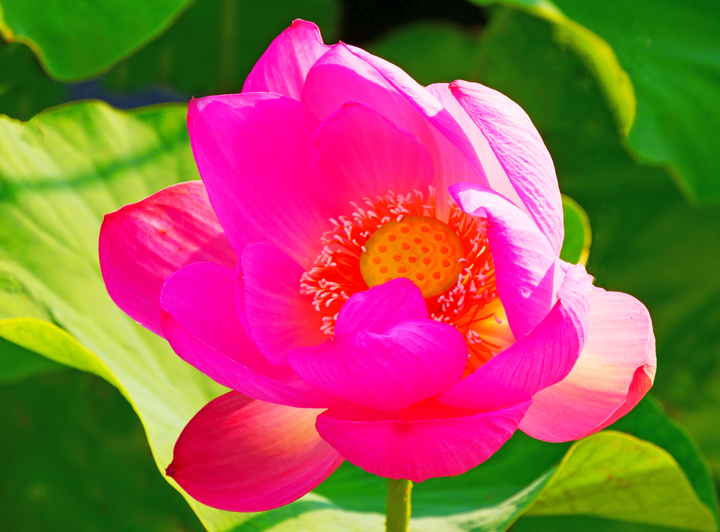 蓮が咲いたよ！