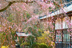 山寺の春