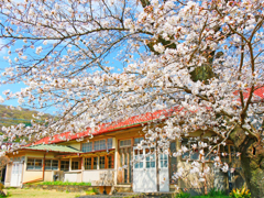 分校の桜