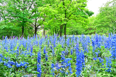 青の花畑