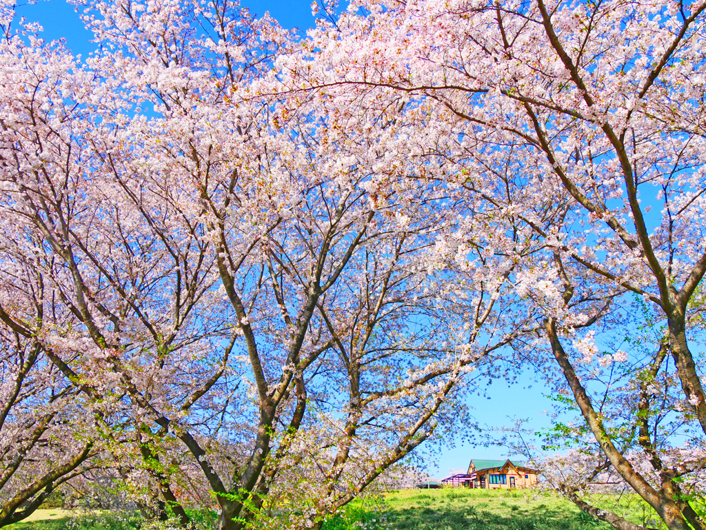 桜咲く丘