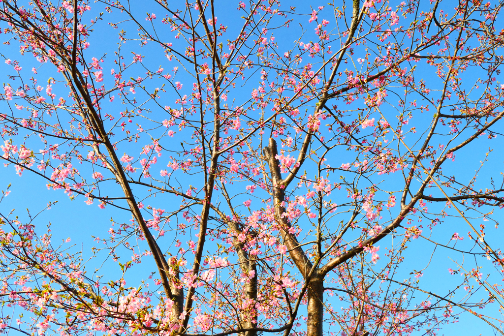 初桜