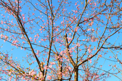 初桜