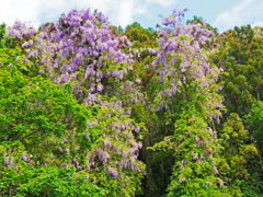 山藤