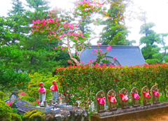 札所の百日紅