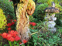 片隅に咲く