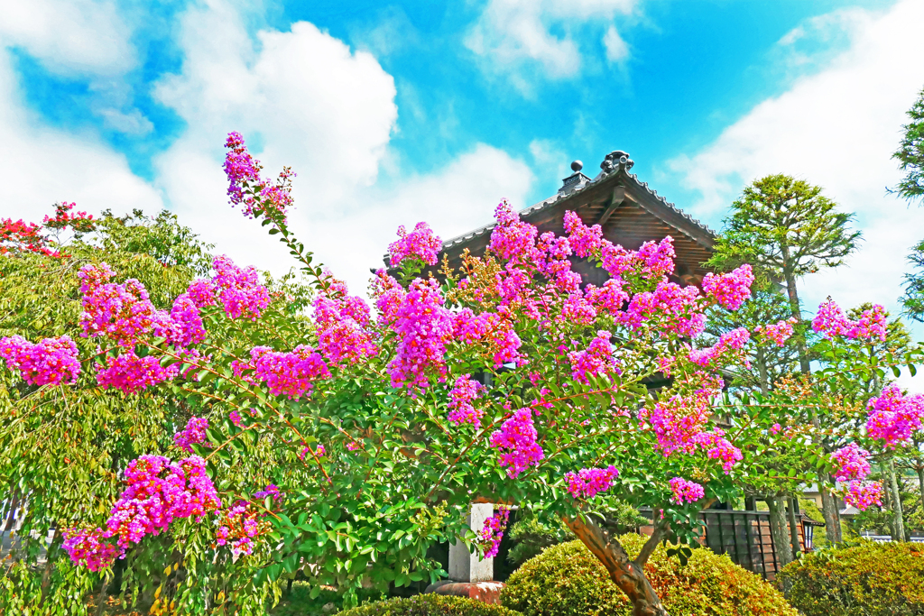 百日紅咲く