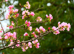 桜咲く
