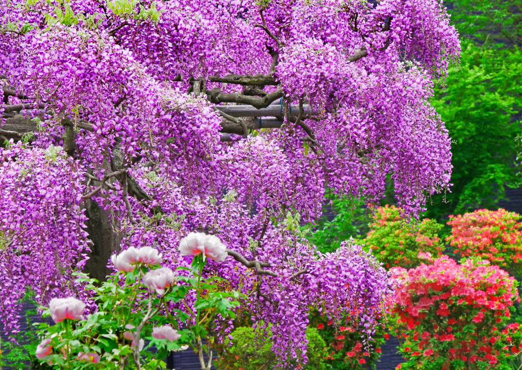 藤の花