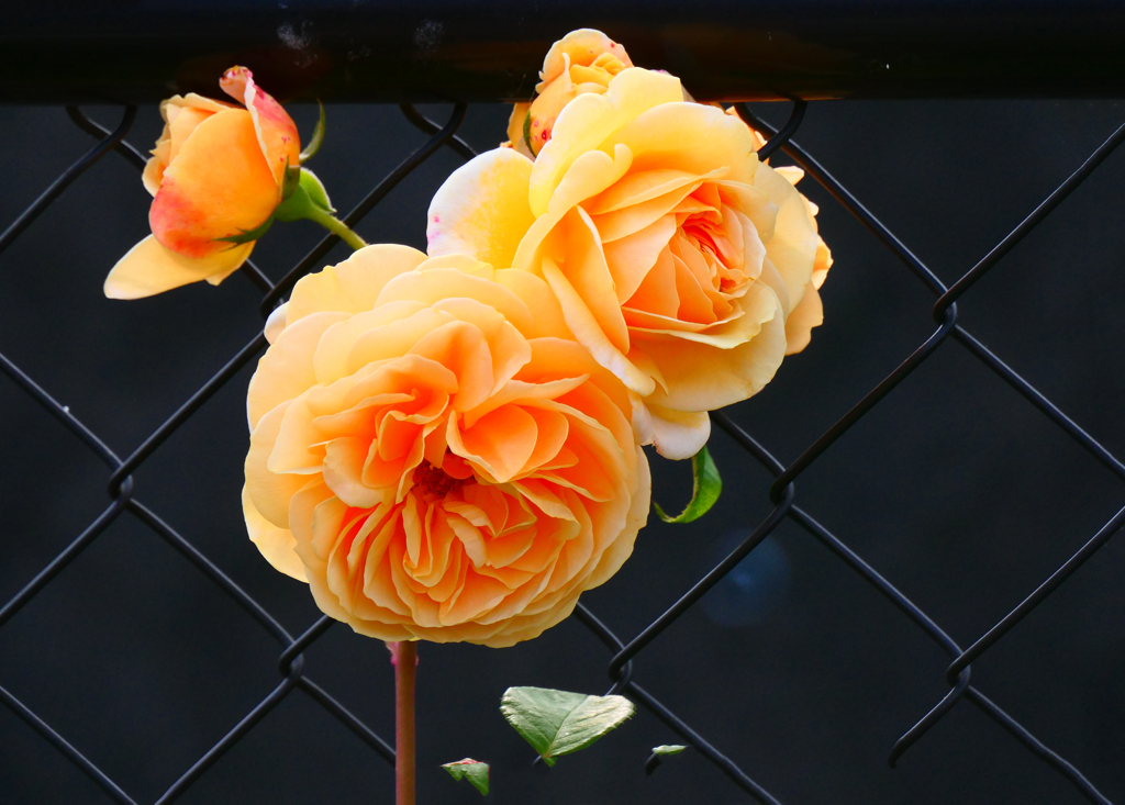散歩道の薔薇