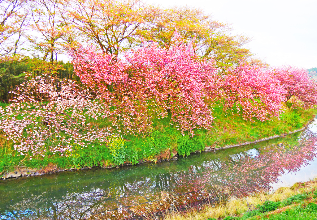 川辺の桜