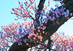 朝日差す