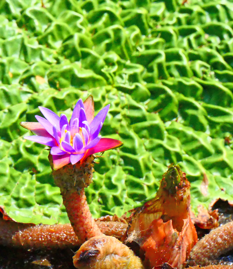 オニバスの花