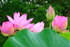 古代蓮の花