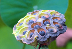 花は実に