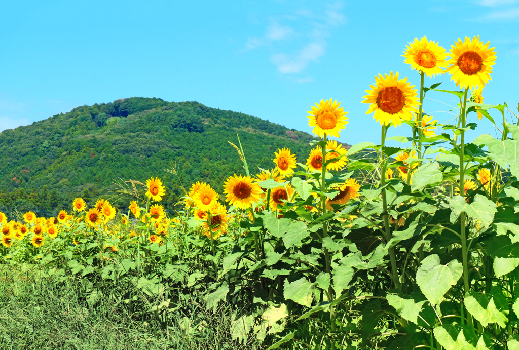 夏だ！