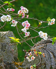 冬桜