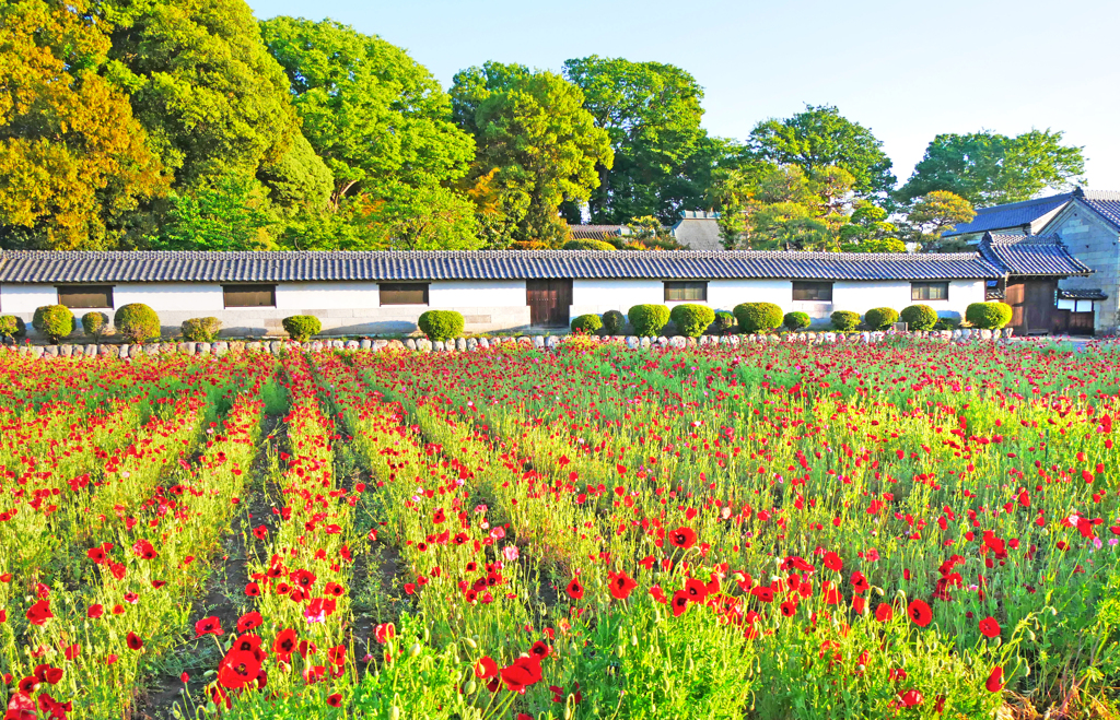 長島記念館のポピー